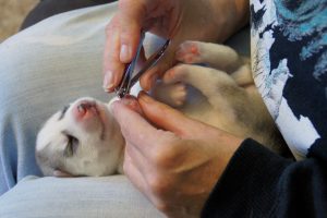 Ash learning nail acceptance