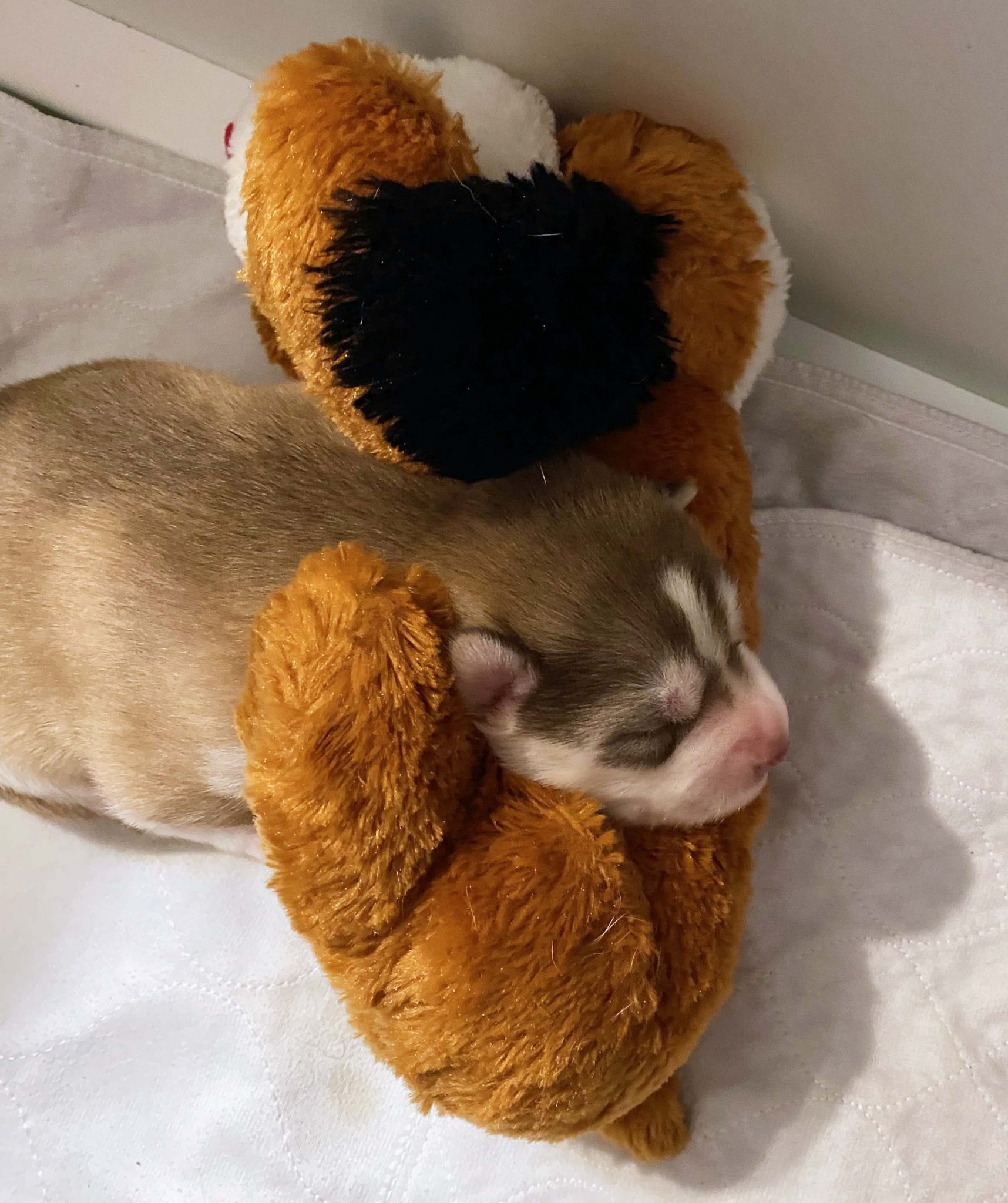 Snuggling-1716x2048.jpg