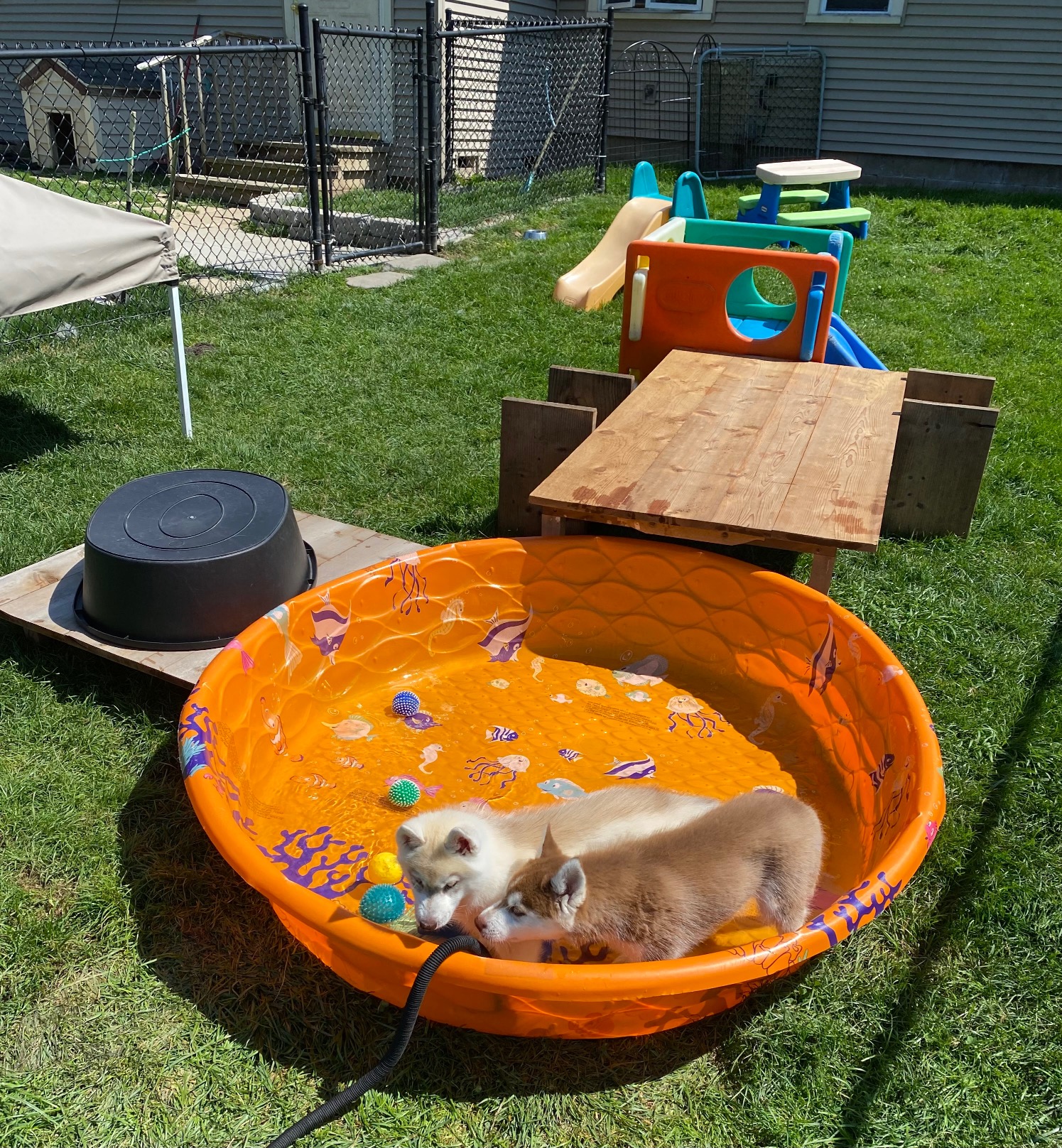 Backyard.playground.jpg